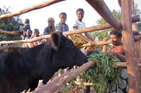 Mrs Ntiya's cow